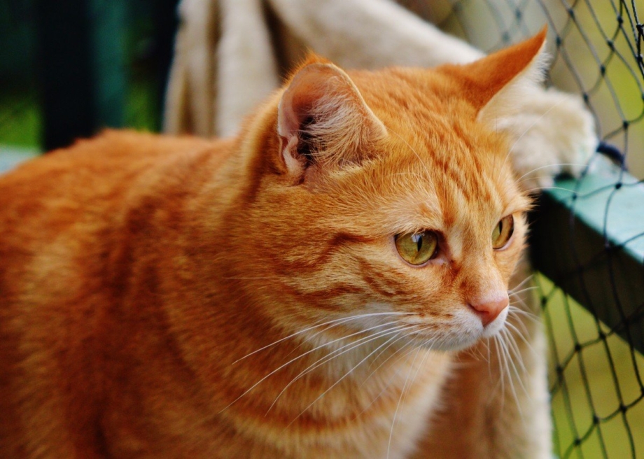 Европейский короткошерстный кот рыжий