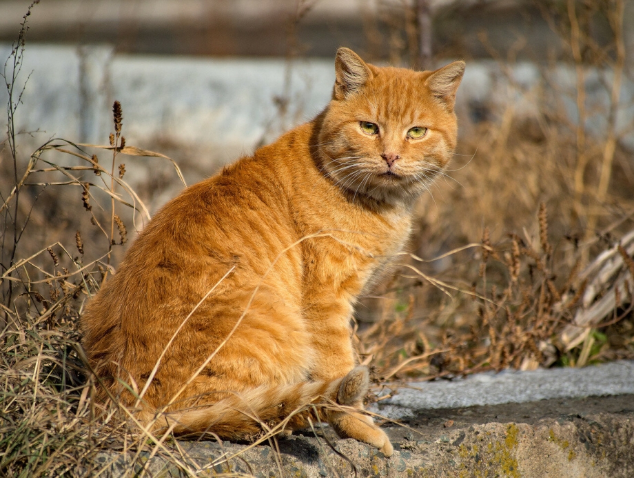 Рыжий дворовой кот