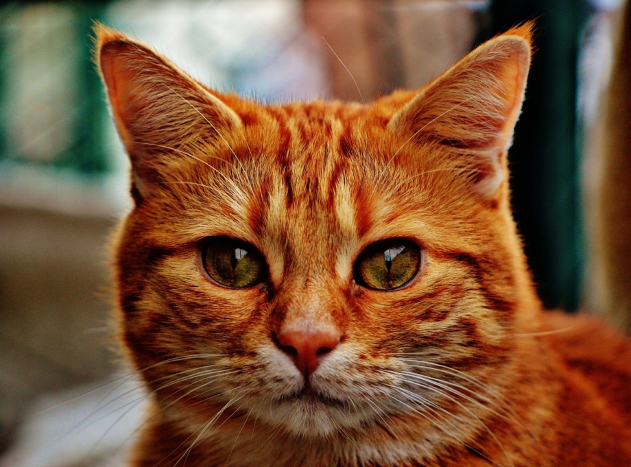 Морда кота