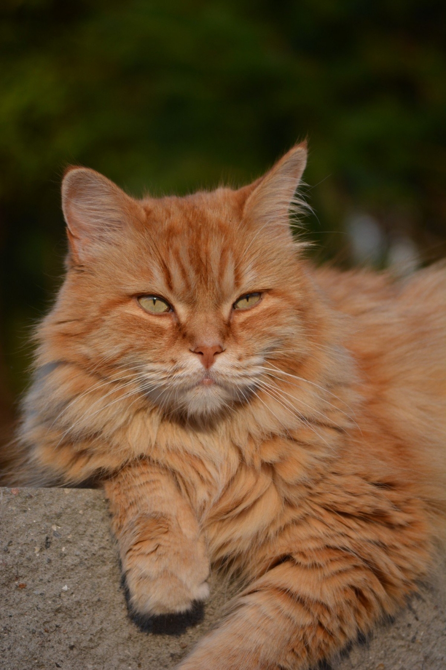 Норвежский Лесной кот рыжий