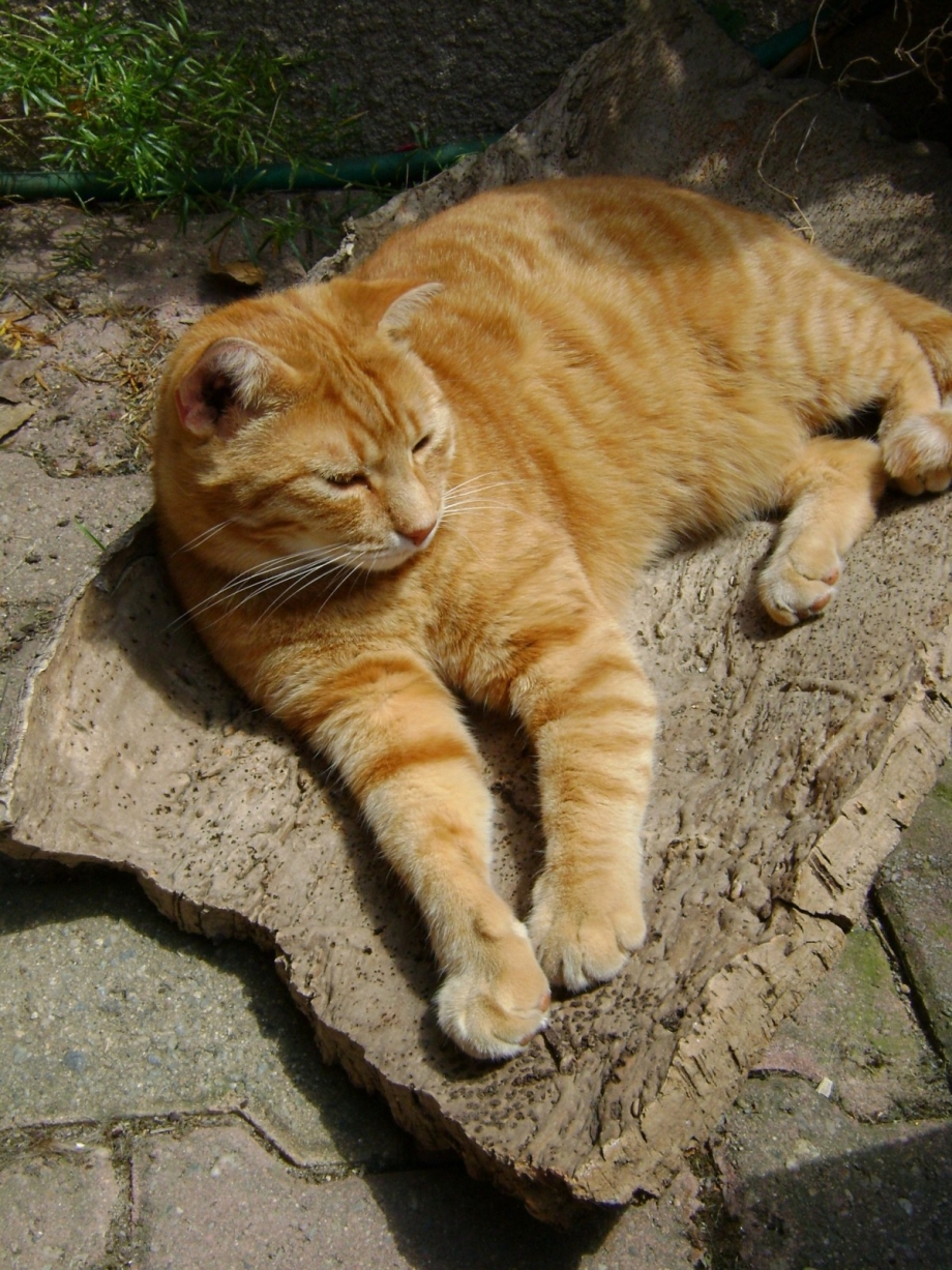 Огромный рыжий кот