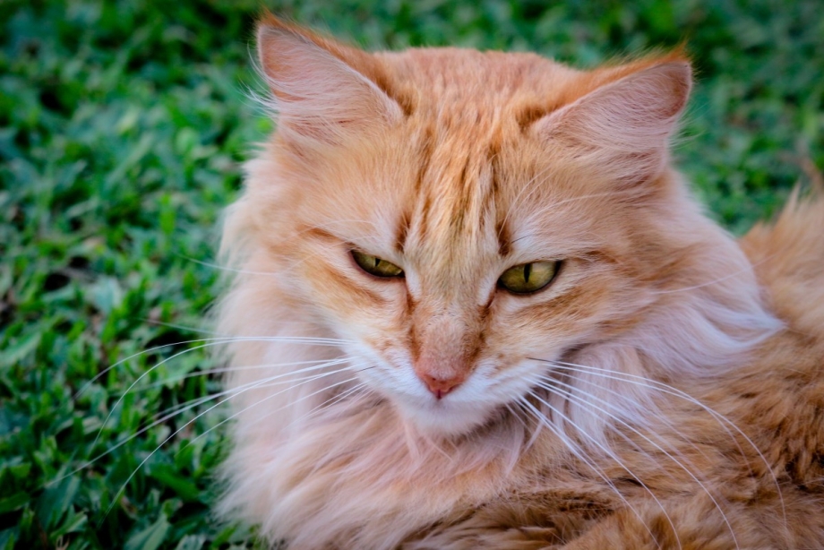 Шотландский Лесной кот рыжий
