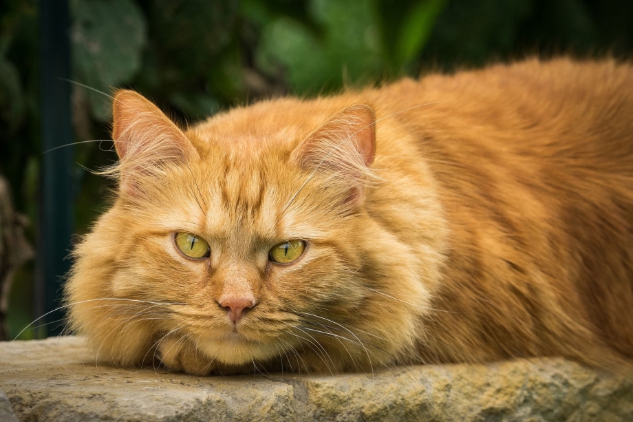 Норвежский Лесной кот рыжий