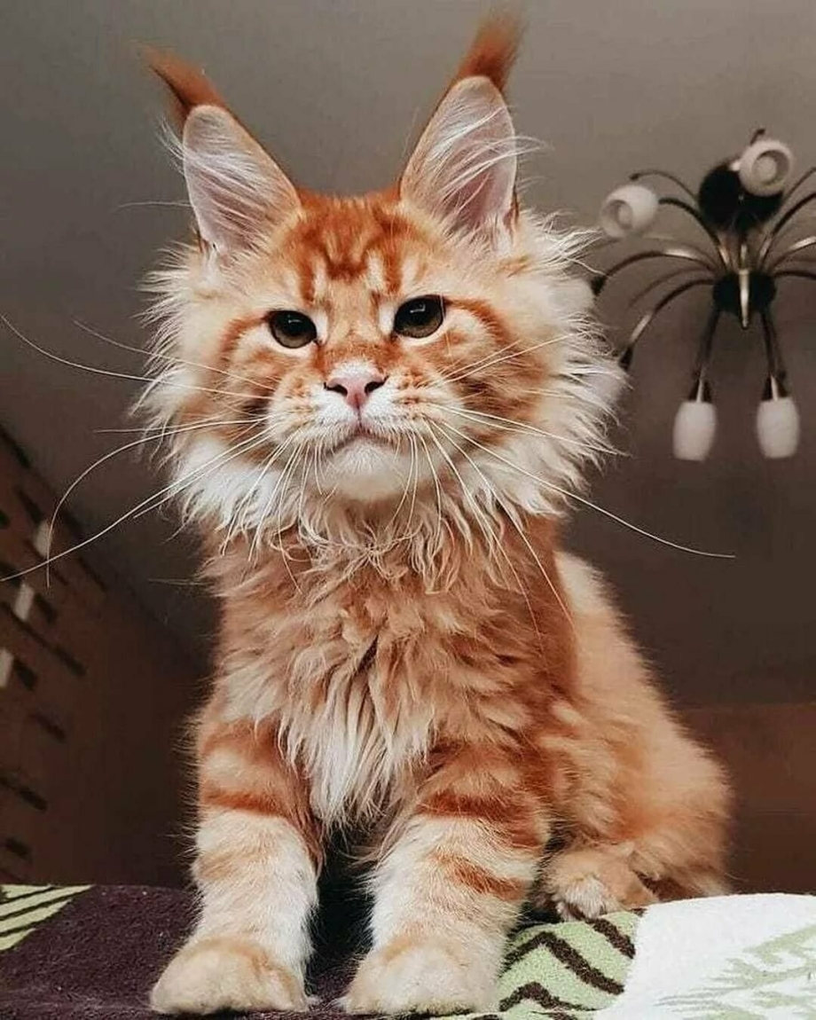 Сибирский Мейн кун рыжий