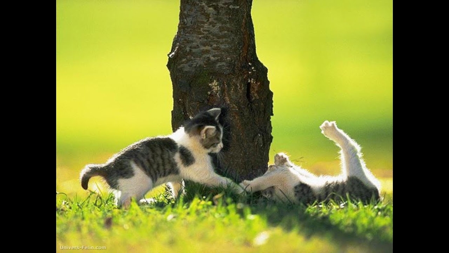 Котики играются друг с другом
