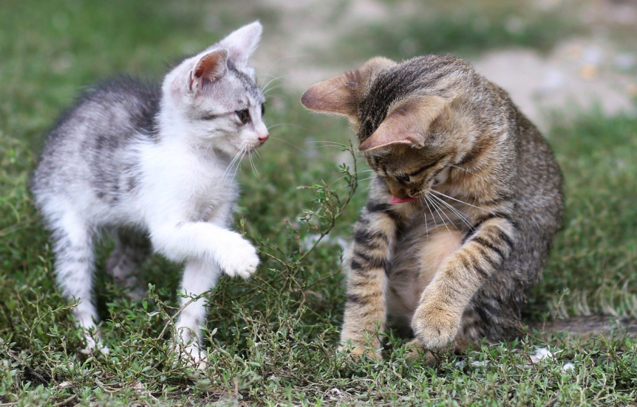 Котята играются друг с другом