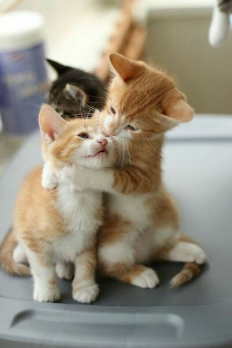 Котенок обнимает