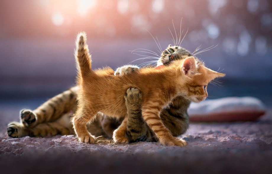 Смешные котята