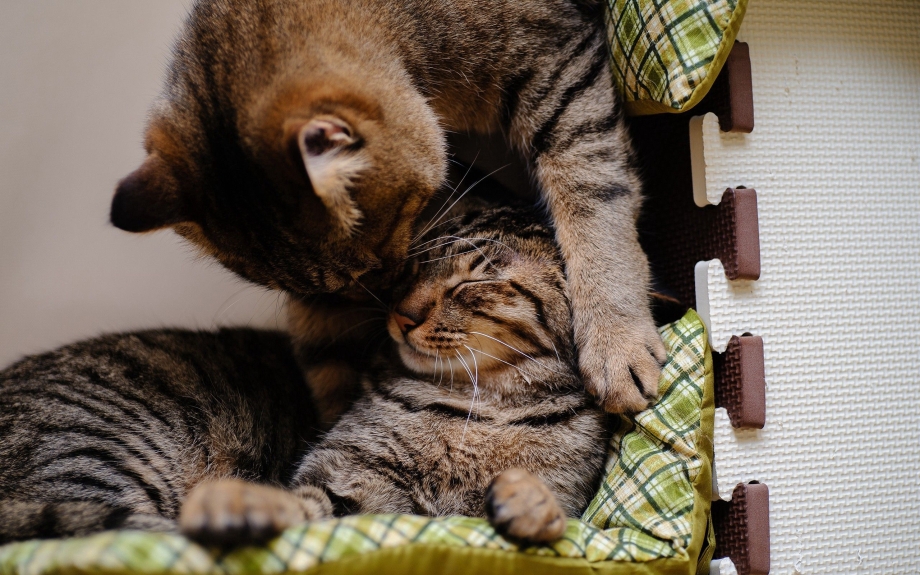 Кот и кошка
