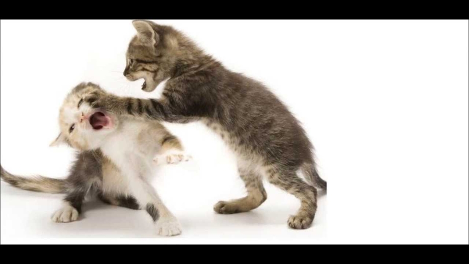 Котики дерутся лапками