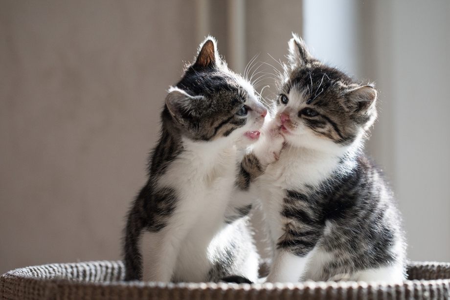 Влюбленные котята