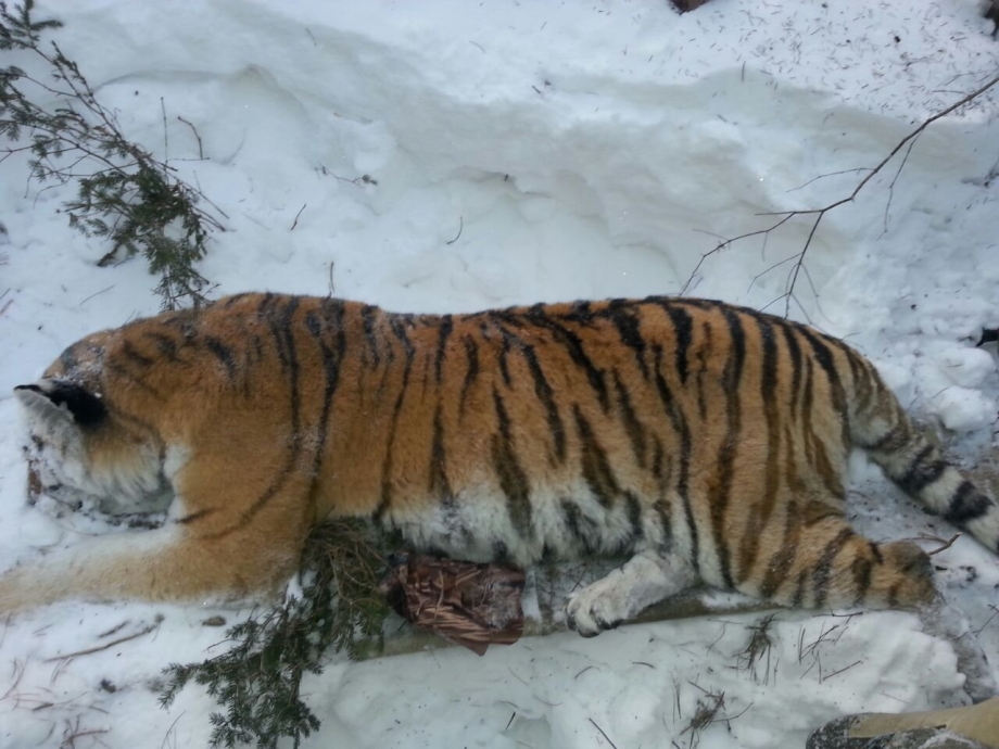 Амурский тигр Хабаровский край