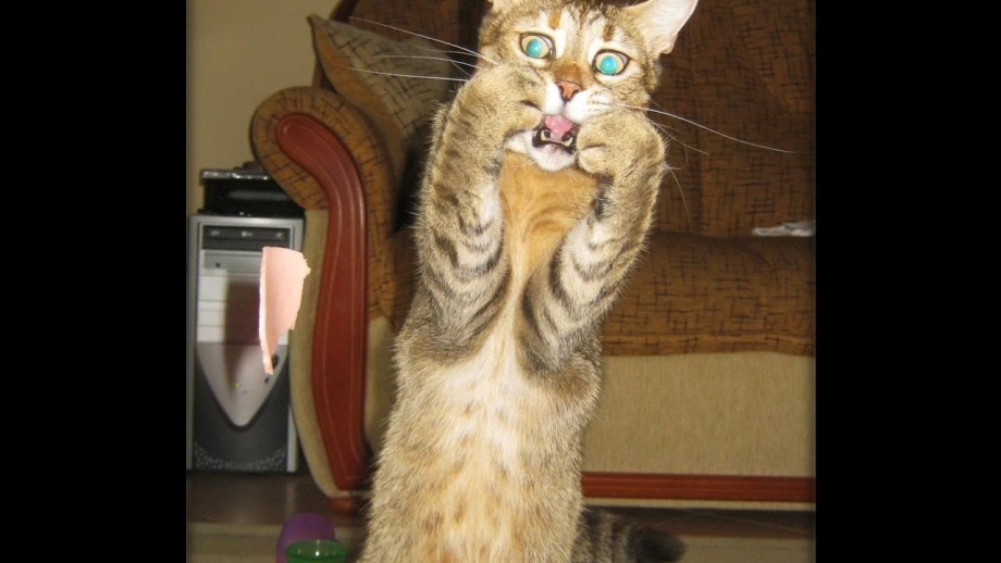 Котики до слез