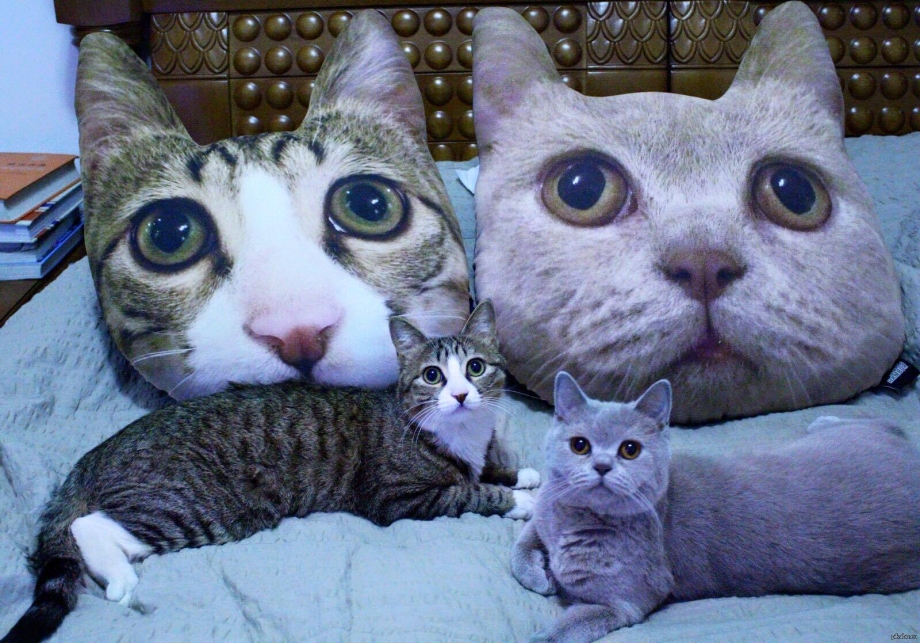 Прикольные кошки