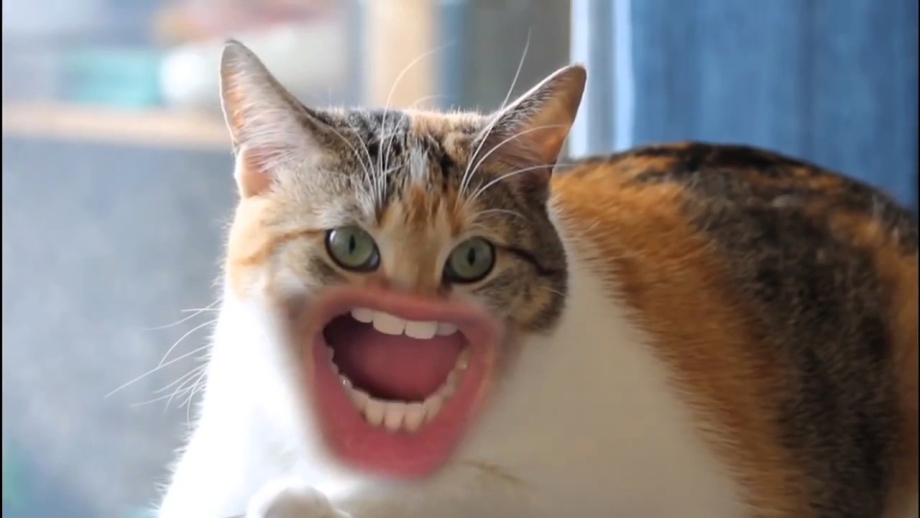 Смешные кошки