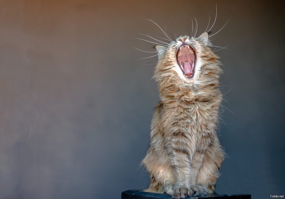 Кричащий кот