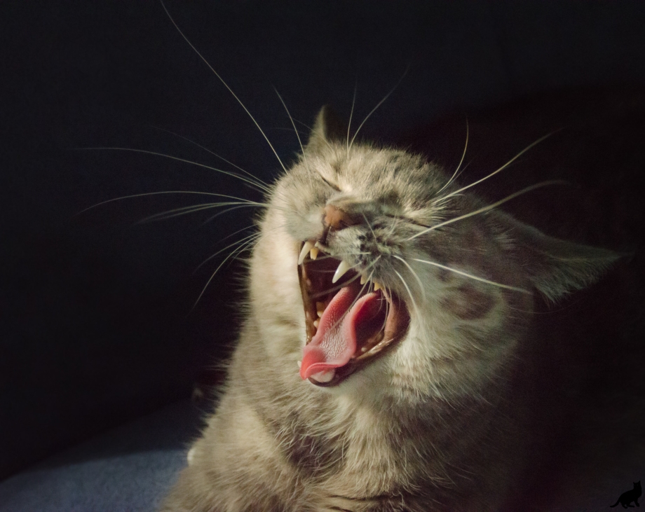 Орущие коты