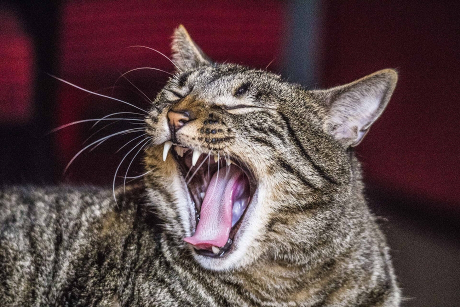 Бешеная кошка