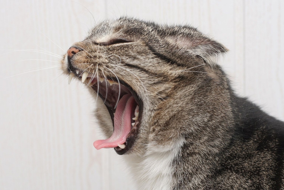Котик зевает