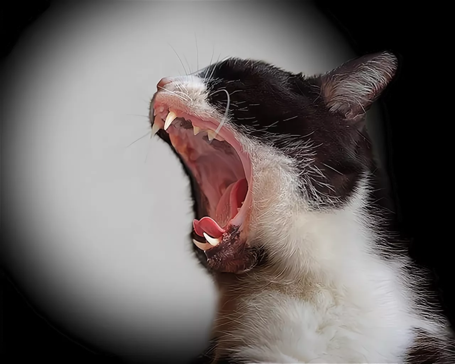 Котик кричит