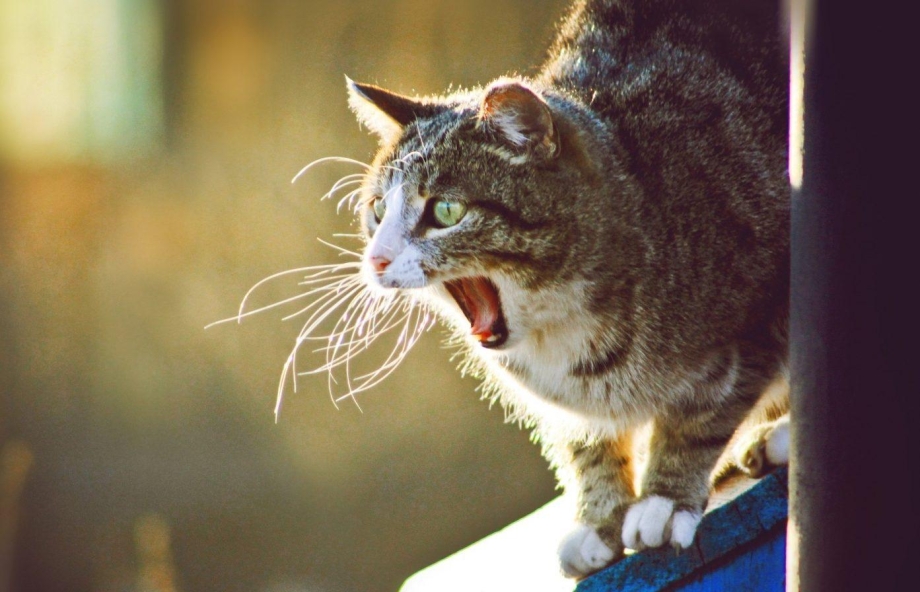 Орущий кот