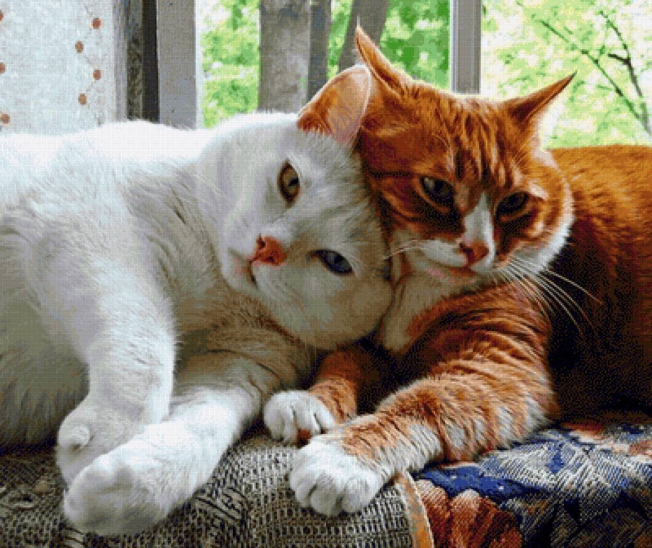 Любимый кот