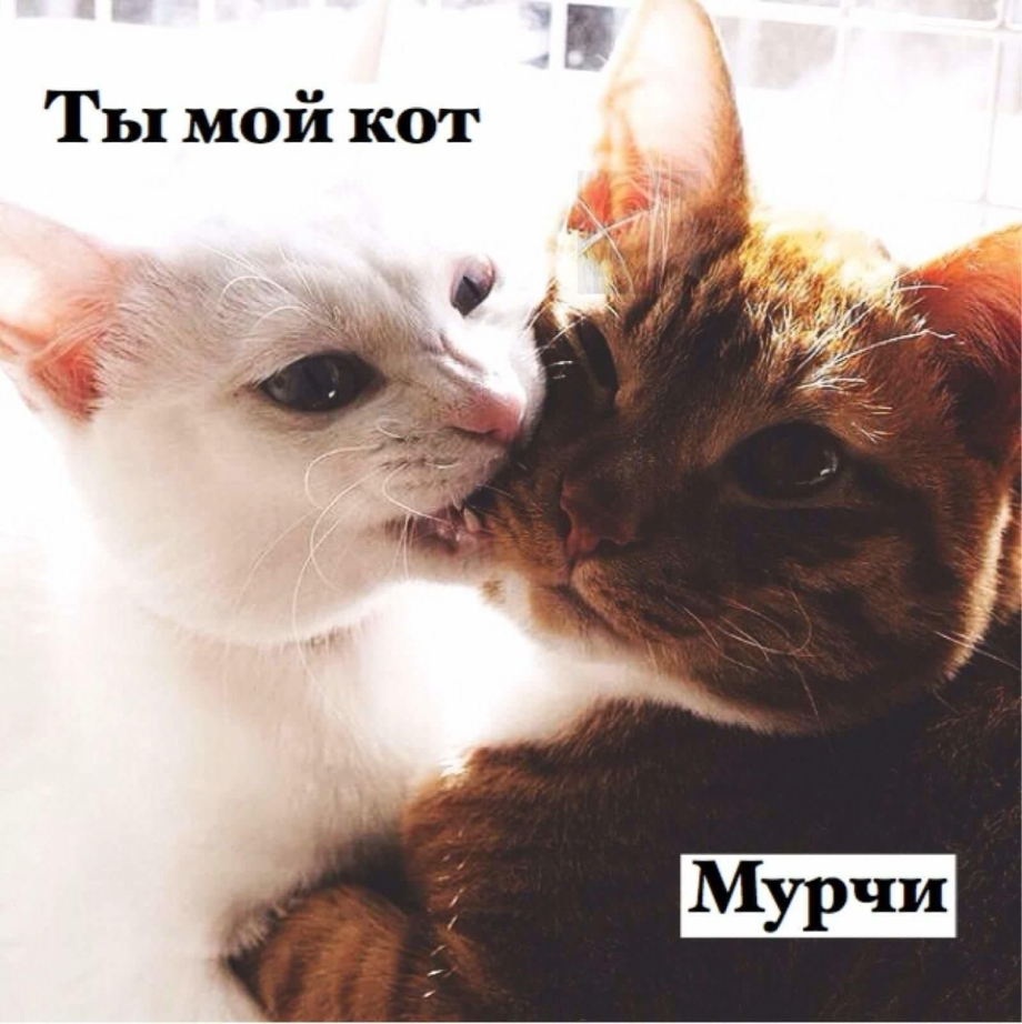 Люблю тебя кот