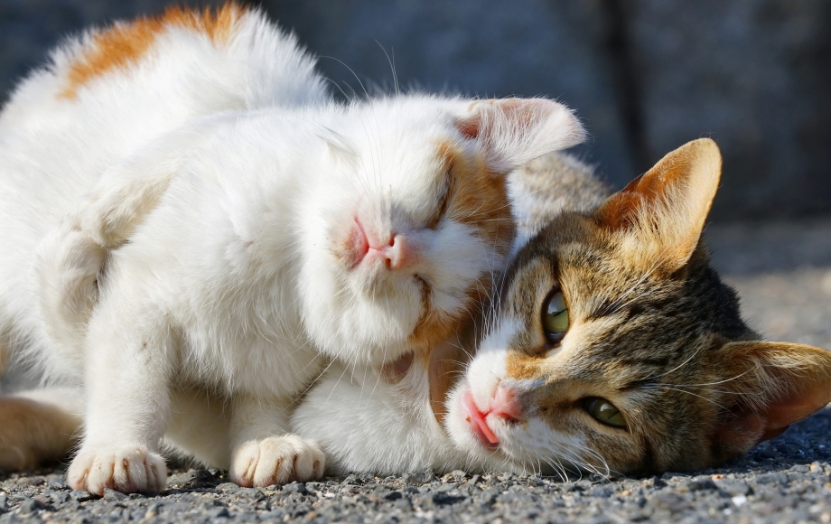 Влюбленные котики