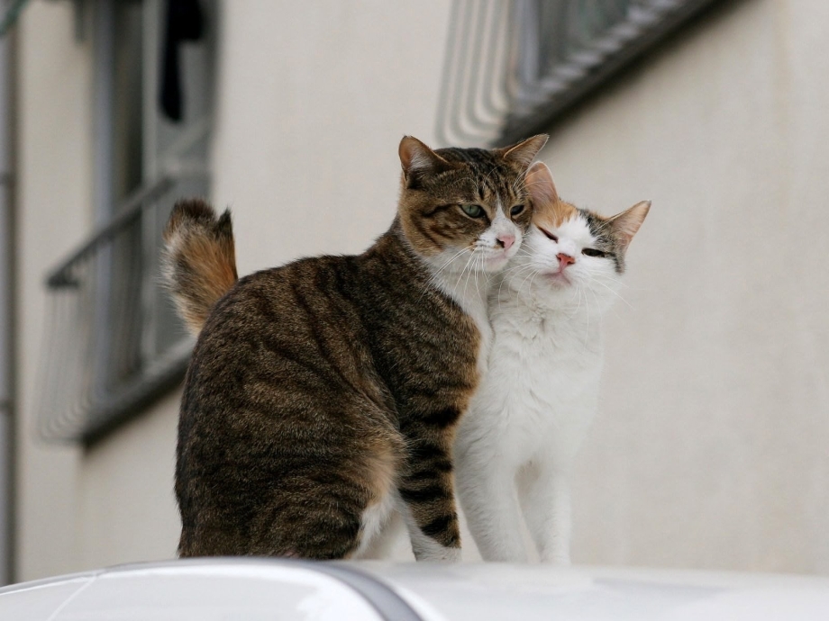 Коты любовь