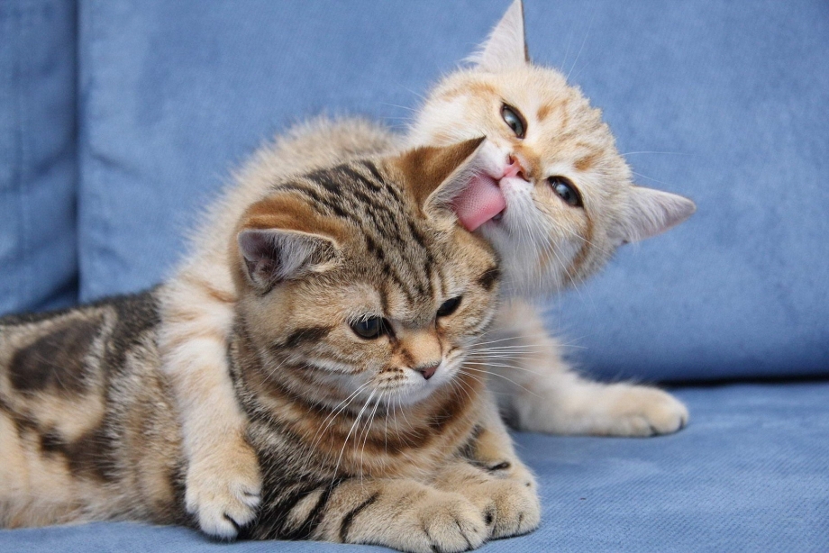 Котики обнимашки