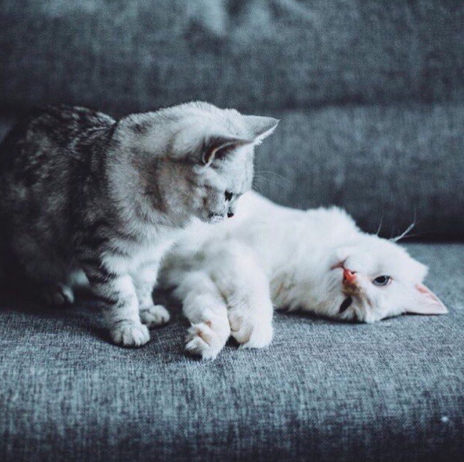 Люблю кота