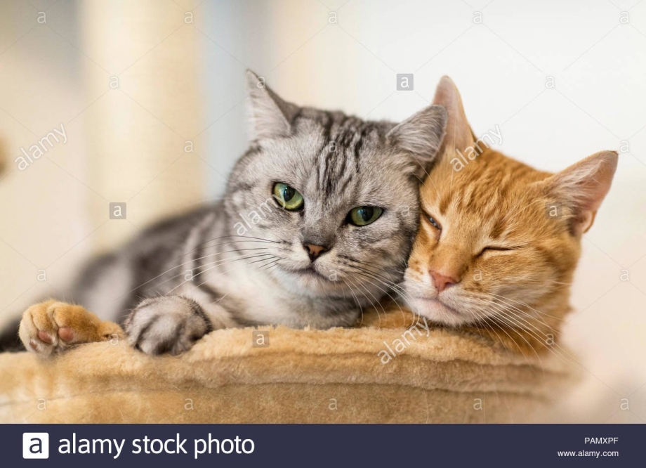 Рыжий кот и серая кошка