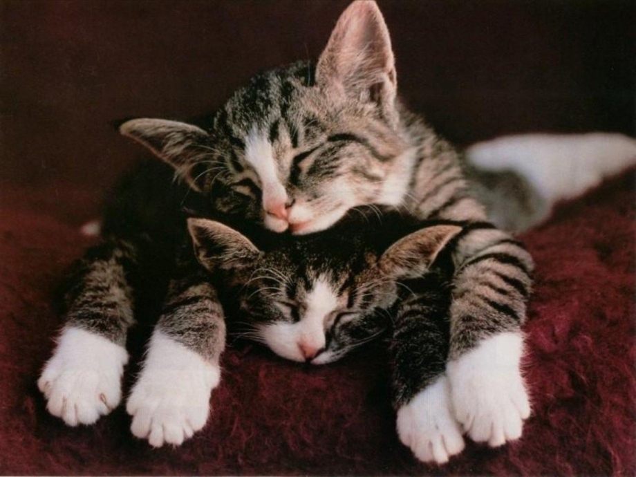 Котики обнимаются