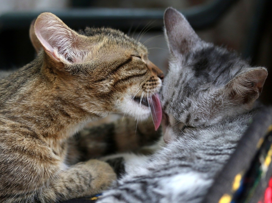 Любящие котики