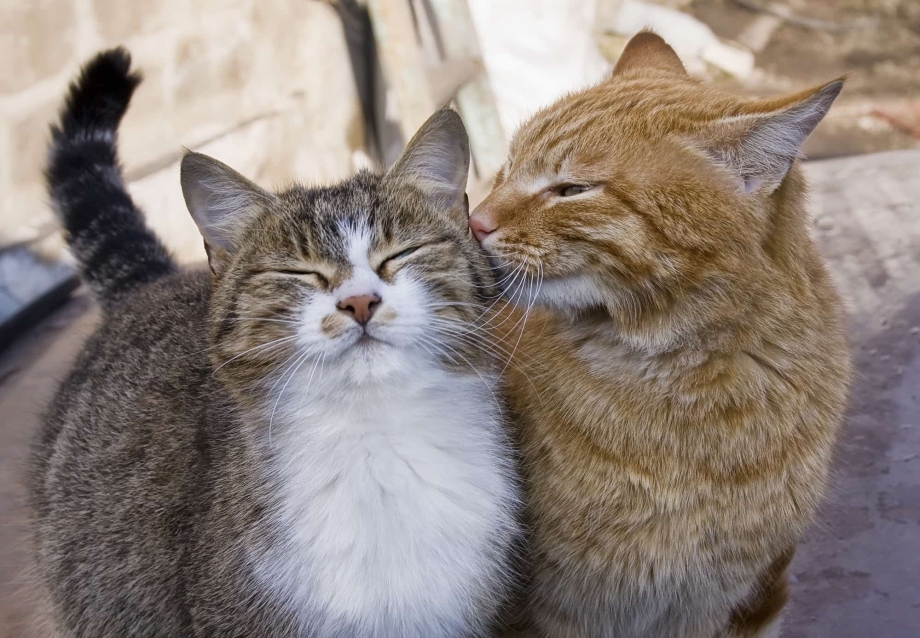 Влюбленные котики