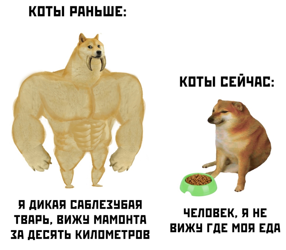 Коты раньше коты сейчас