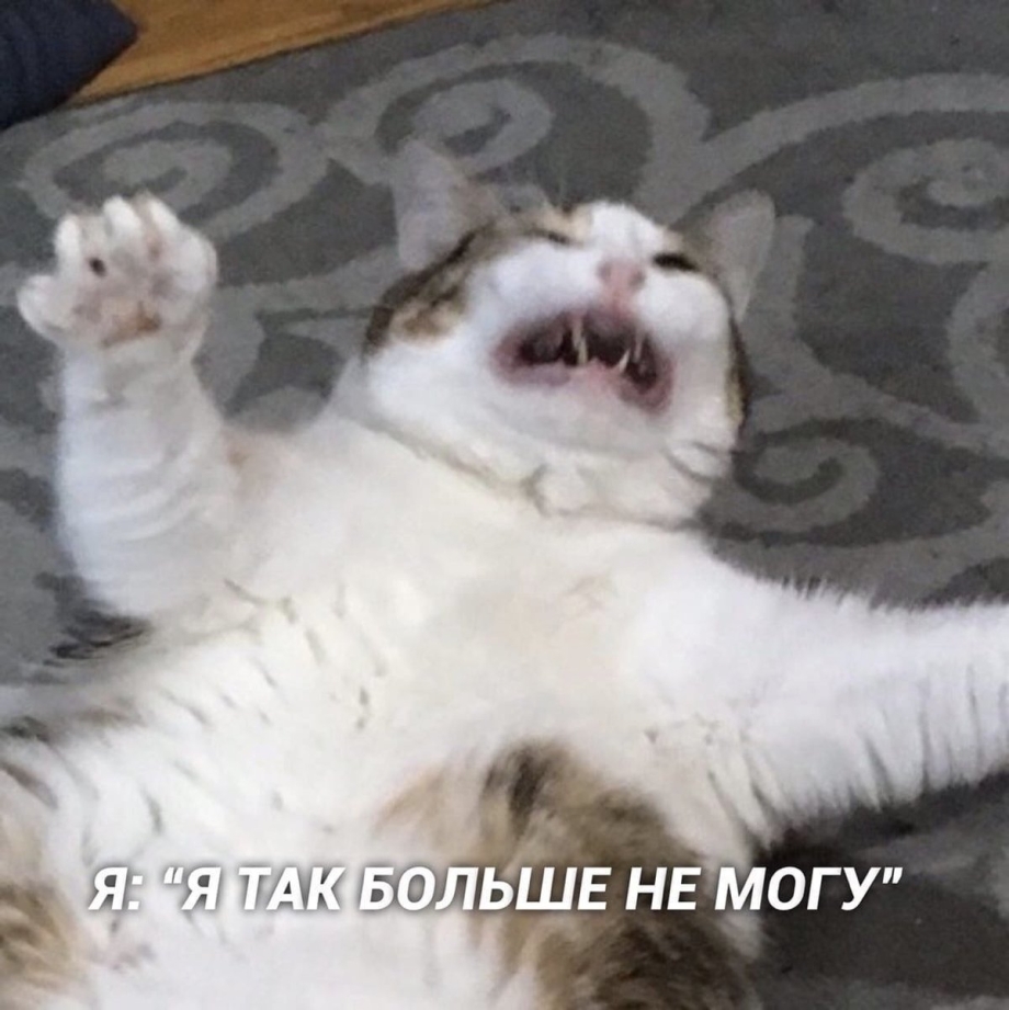 Кот утро понедельника
