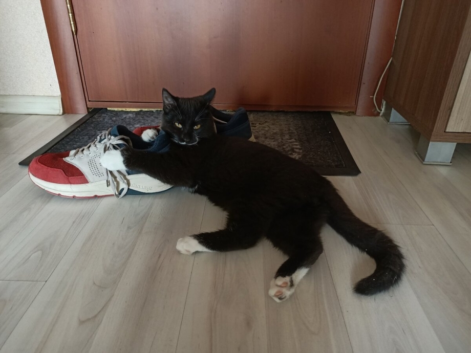 Кот который делает буээ