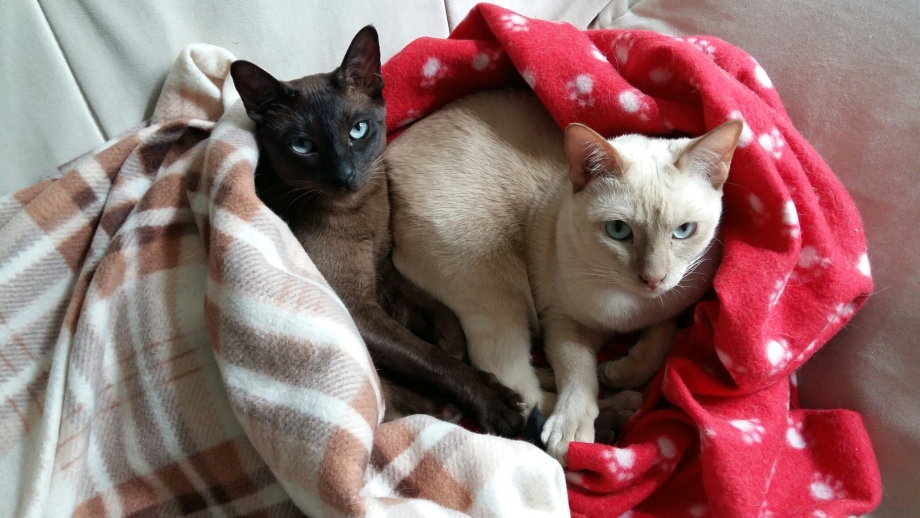 Мемы с котами и надписями