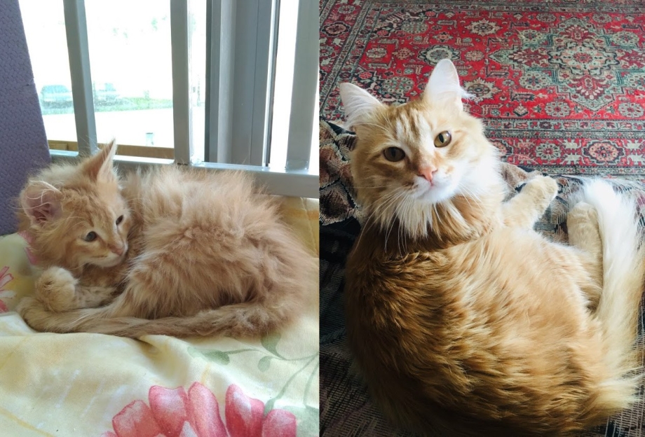 Кот хочет забрать мою душу