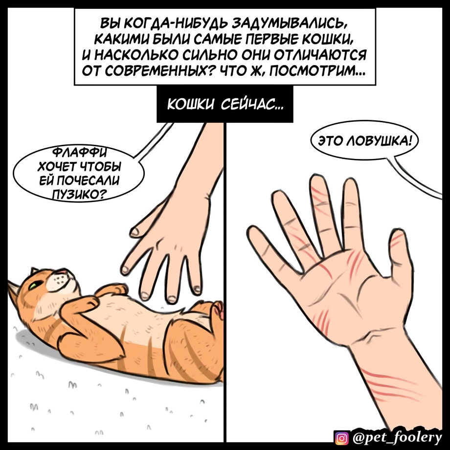 13 Лет коту