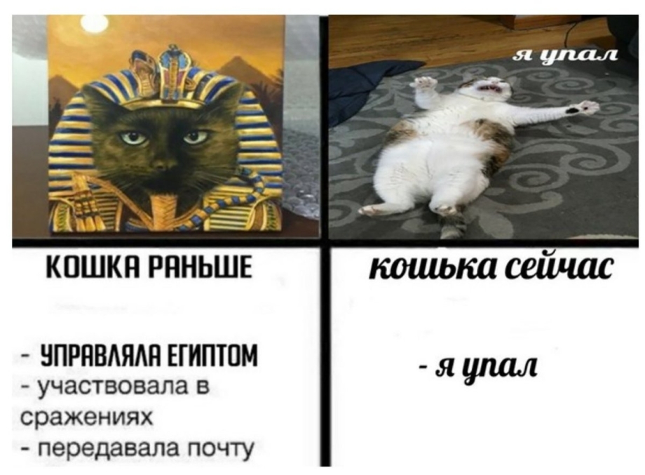 Кошка я упал