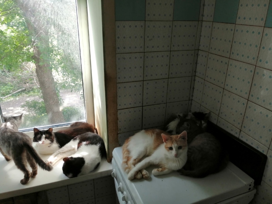 Радостный котенок Джа