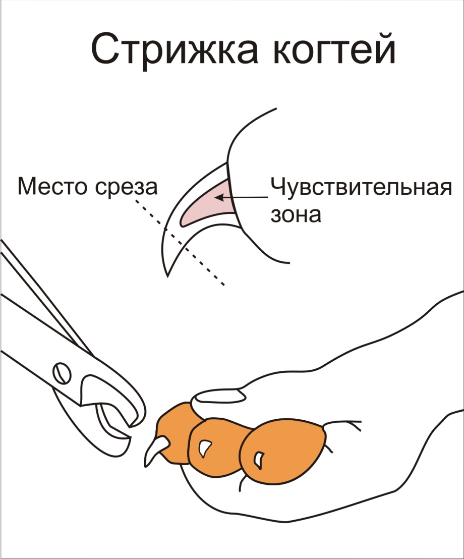 Как правильно подстричь когти кошке в домашних условиях