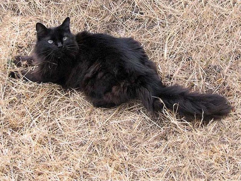 Шантиль кошка