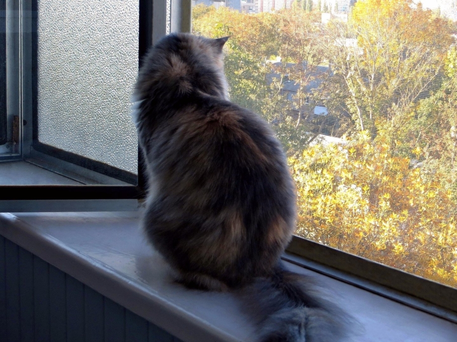 Кот сидит на подоконнике