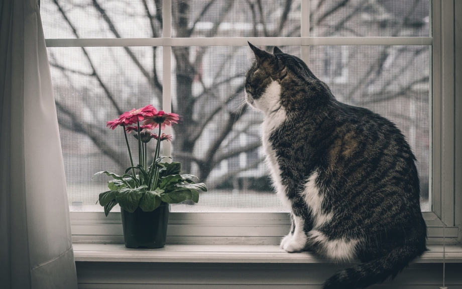 Кошка на подоконнике