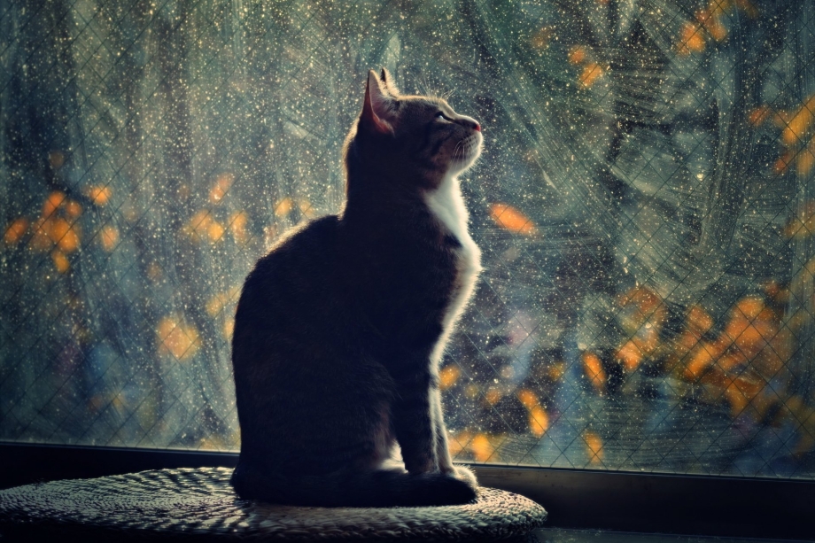 Кот на окне осень