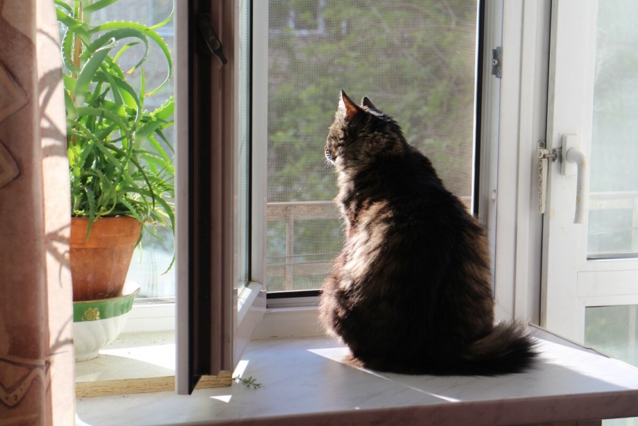 Коты на подоконнике