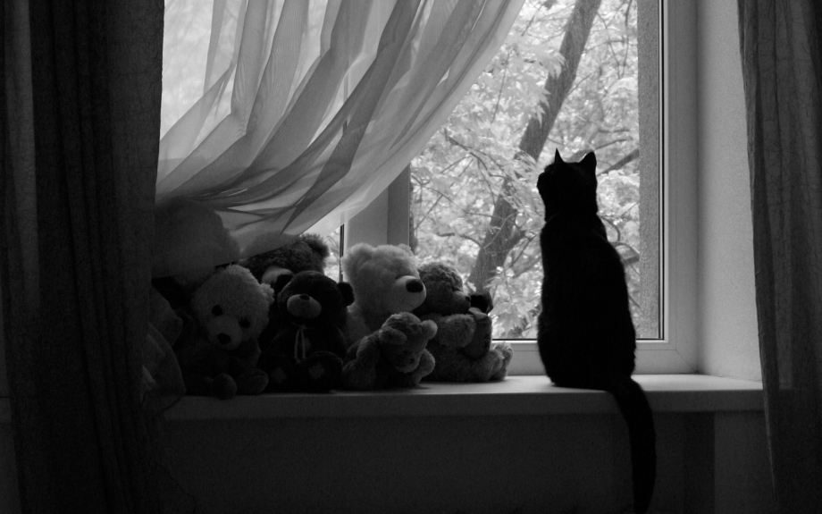 Коты на подоконнике